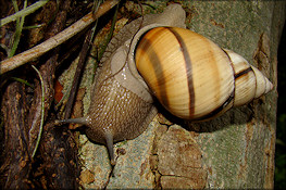 Orthalicus floridensis Pilsbry, 1891 Banded Tree Snaill