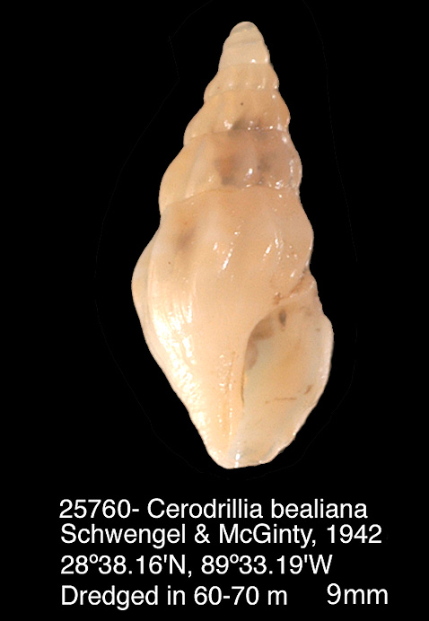 Cerodrillia bealiana Schwengel and McGinty, 1942