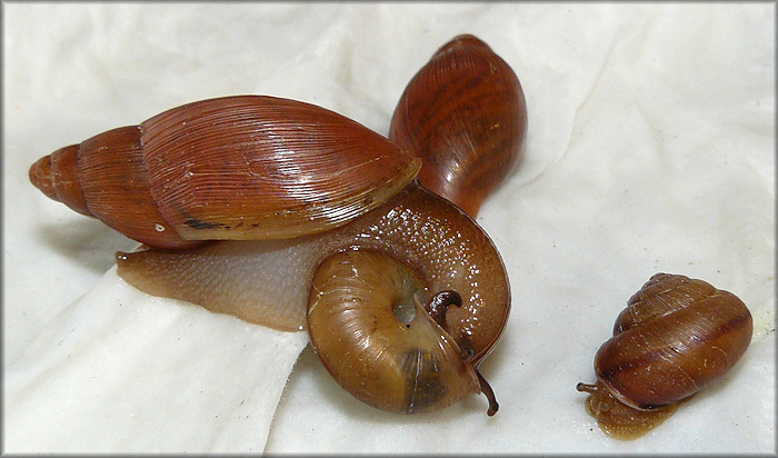 Euglandina rosea (Frussac, 1821) Feeding On Bradybaena similaris (Frussac, 1821)