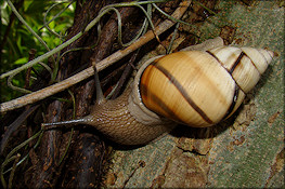 Orthalicus floridensis Pilsbry, 1891 Banded Tree Snail