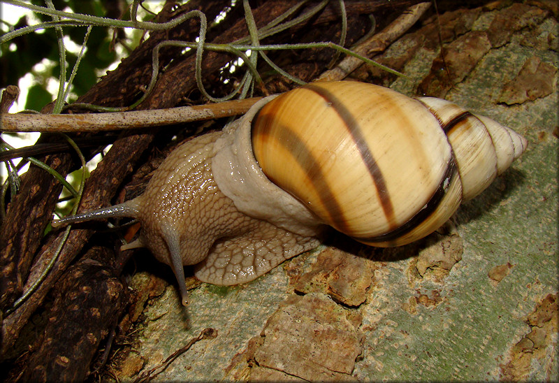 Orthalicus floridensis Pilsbry, 1891 Banded Tree Snail