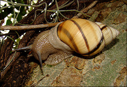 Orthalicus floridensis Pilsbry, 1891 Banded Tree Snail