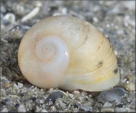 Polinices lacteus (Guilding, 1834) Milk Moonsnail