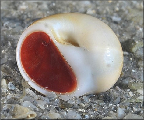 Polinices lacteus (Guilding, 1834) Milk Moonsnail