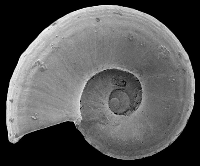 Cyclostremella humilis Bush, 1897 False Cyclostreme