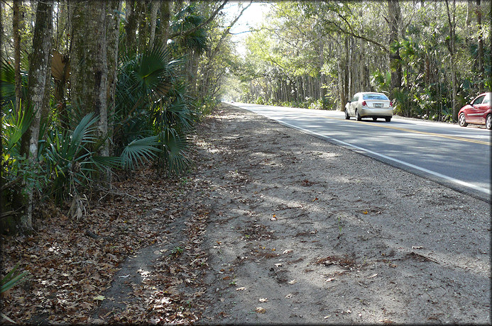 Daedalochila habitat on the south side of International Golf Parkway (12/26/2008)