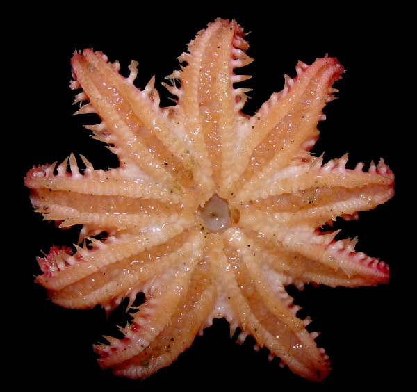 Crossaster species B "Pink Rose Star"