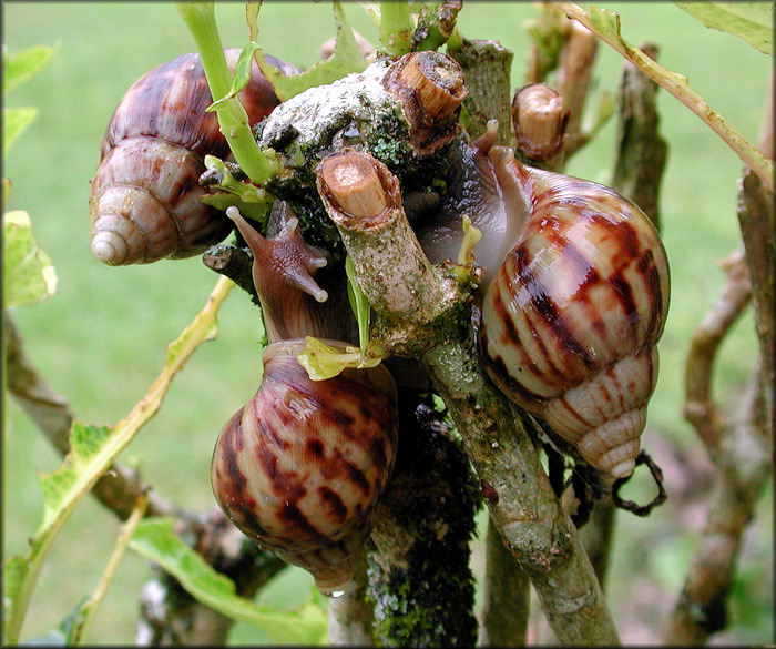 Lissachatina fulica (Bowdich, 1822)