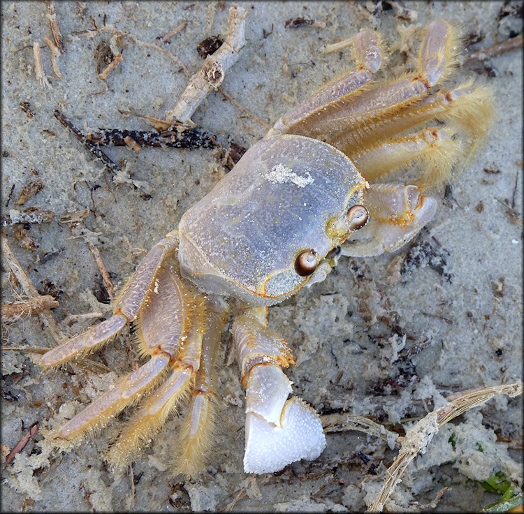 Ocypode quadrata Atlantic Ghost Crab