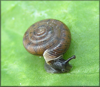 Live Daedalochila peninsulae From Old St. Augustine Road (6/18/2010)