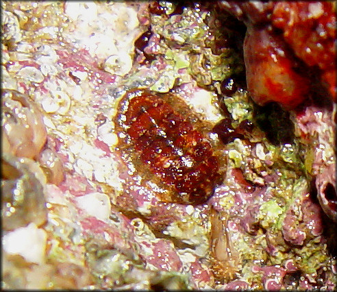 Cyanoplax caverna (Eernisse, 1986) Maroon Phase