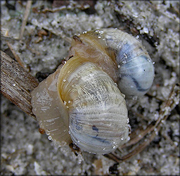 Succinea campestris Say, 1818 Crinkled Ambersnail Mating