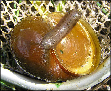 Pomacea canaliculata (Lamarck, 1822) With Leech And Juvenile Leeches