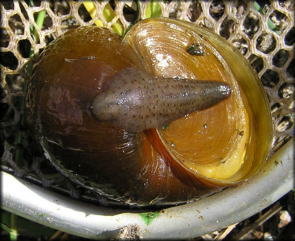 Pomacea canaliculata (Lamarck, 1822) With Leech And Juvenile Leeches