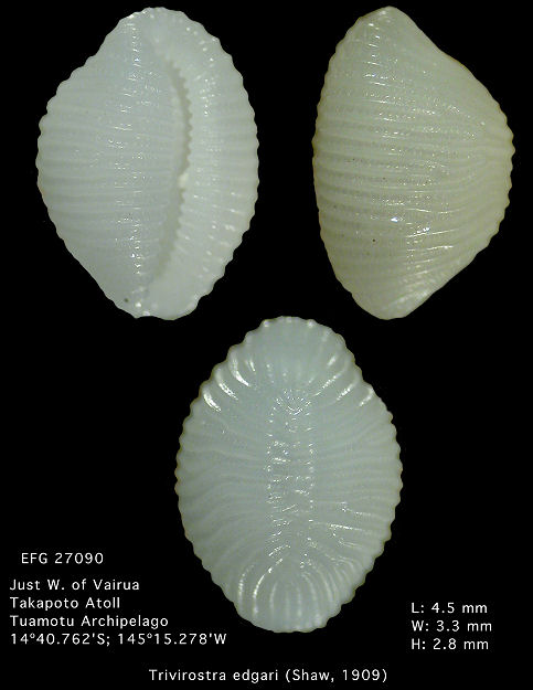 Trivirostra edgari (Shaw, 1909)