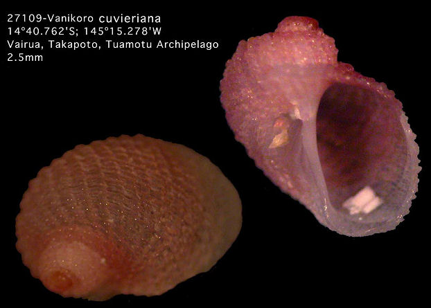 Vanikoro cuvieriana (Récluz, 1844)