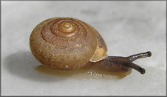 Stenotrema stenotrema (L. Pfeiffer, 1842) Inland Slitmouth