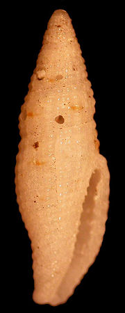 Thala mirifica Reeve, 1845