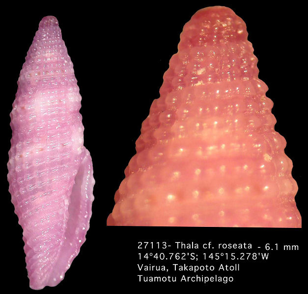 Thala cf. roseata (A.Adams, 1855)