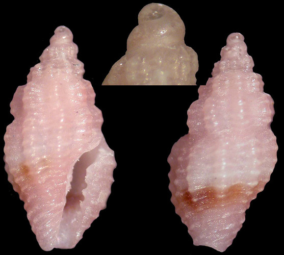 Lienardia species A