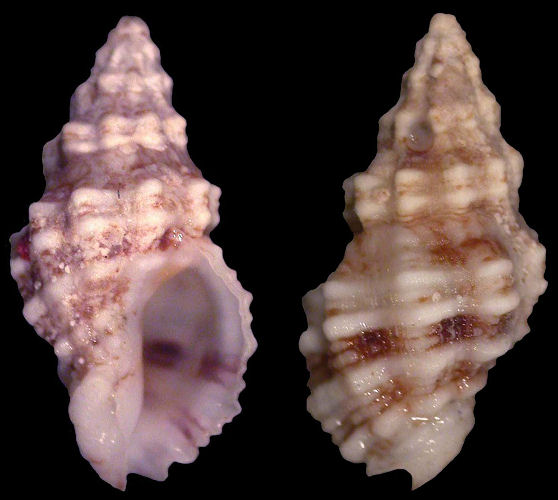 Cytharomorula lefevreiana Tapparone-Canefri, 1880