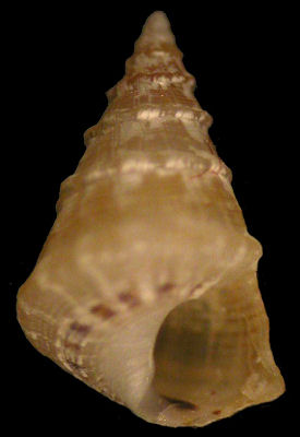 Plesiotrochus souverbianus P. Fischer, 1878