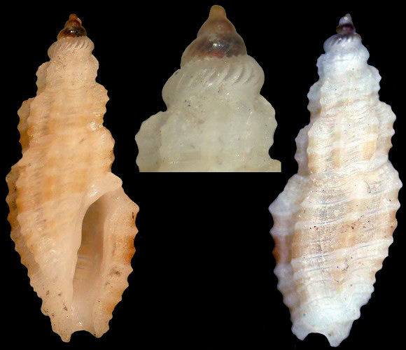 Eucithara species A