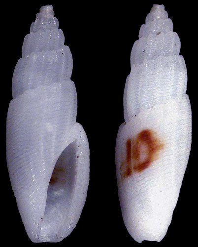 Eucithara semizonata (Hervier, 1897)