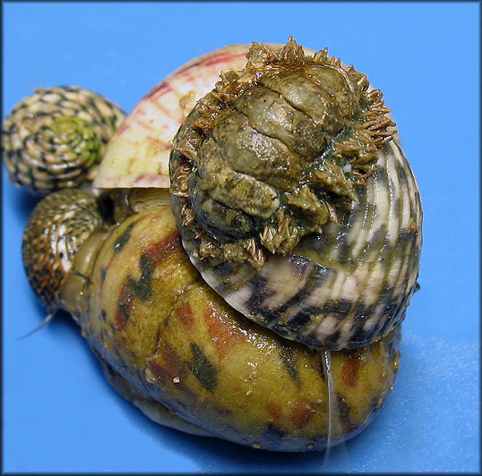 Ceratozona squalida (C. B. Adams, 1845) Eastern Surf Chiton