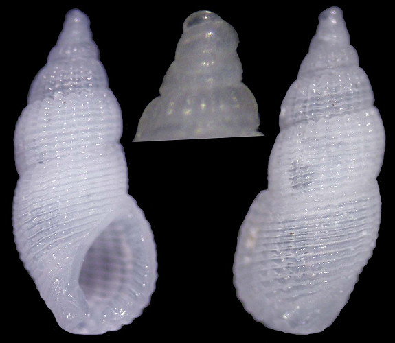 Stosicia incisa (Laseron, 1956)