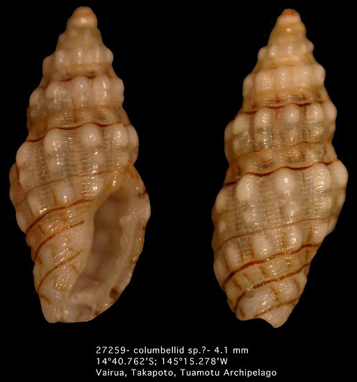 Columbellid species