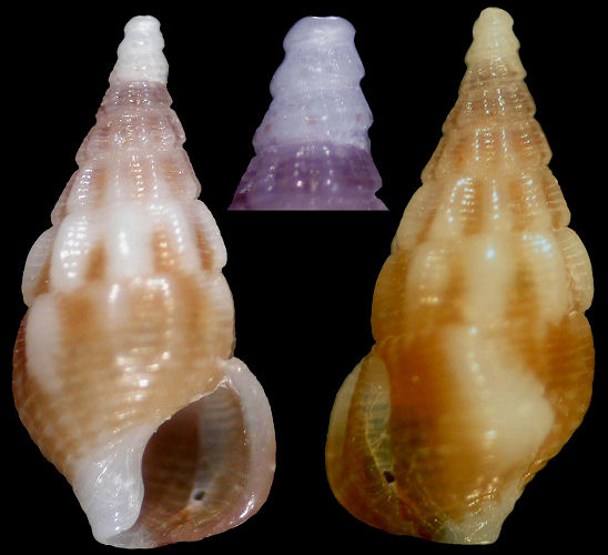 "Cerithium" species