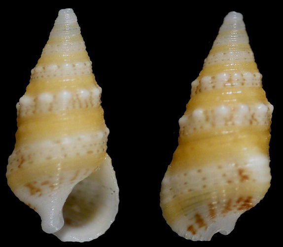 Cerithium egenum Gould, 1849