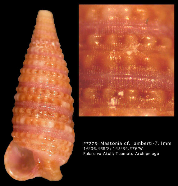 Mastonia cf. lamberti (Hervier, 1897)