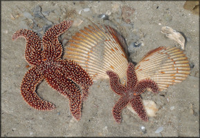 Asterias forbesi Common Sea Star