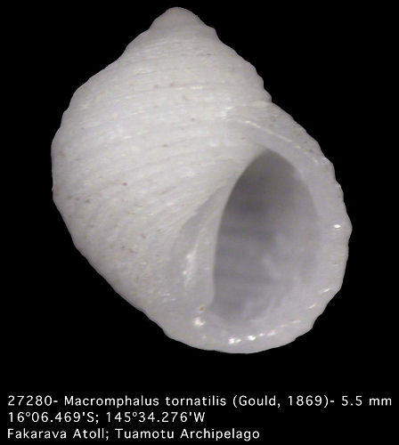 Fossarus aptus (Melvill, 1912)