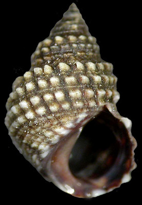 Echinolittorina cinerea (Pease, 1869)