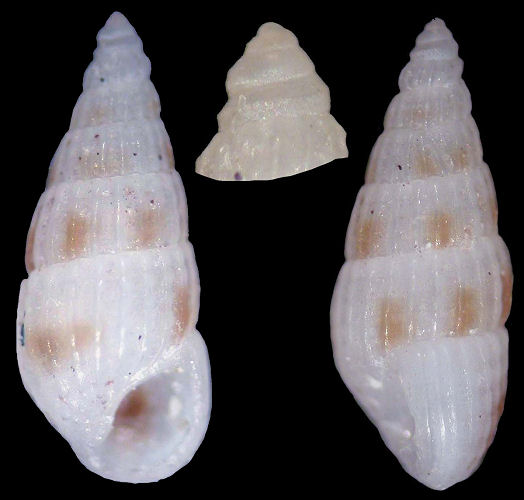 Rissoina cerithiiformis Tryon, 1887