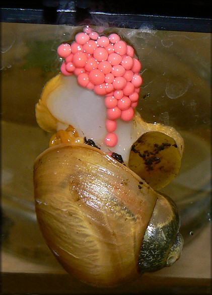 Pomacea canaliculata female depositing egg clutch on aquarium glass (1/27/2008)