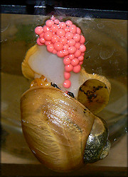 Pomacea canaliculata female depositing egg clutch on aquarium glass (1/27/2008)