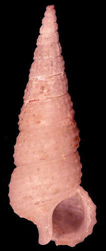 Cerithium interstriatum Sowerby, 1855