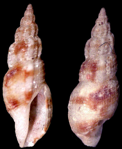 Daphnella species A