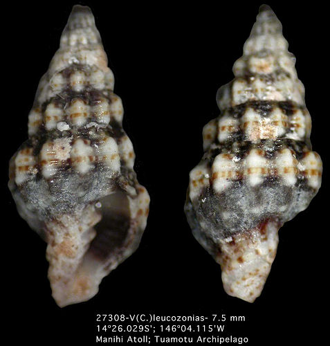 Vexillum leucozonias (Deshayes, 1834)