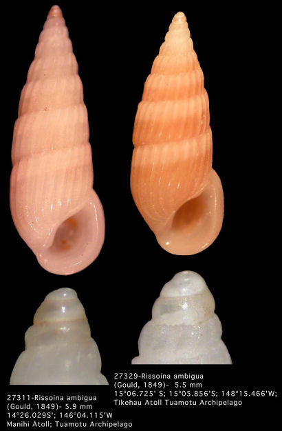 Rissoina ambigua (Gould, 1849)