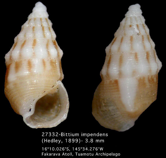 Bittium impendens (Hedley, 1899)