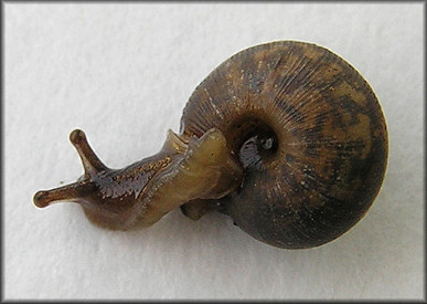 Daedalochila sp. aff. subclausa (Pilsbry, 1899) variant B, cf. Suwannee Liptooth