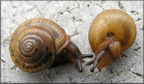 Praticolella mobiliana (I. Lea, 1841) Choctaw Scrubsnail