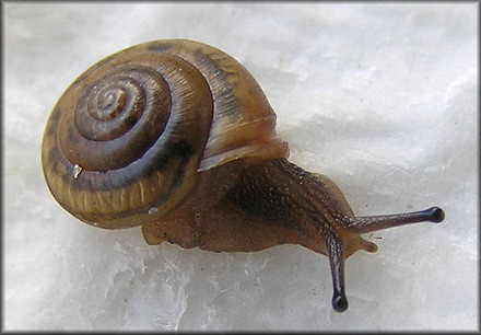 Praticolella mobiliana (I. Lea, 1841) Choctaw Scrubsnail