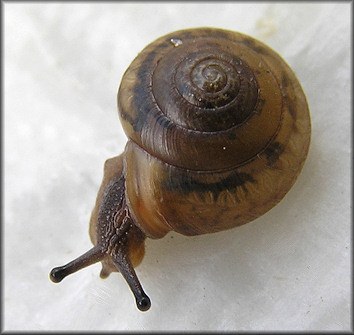 Praticolella mobiliana (I. Lea, 1841) Choctaw Scrubsnail