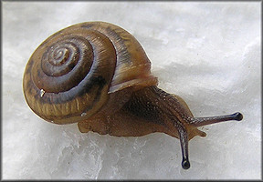 Praticolella mobiliana (I. Lea, 1841) Choctaw Scrubsnail